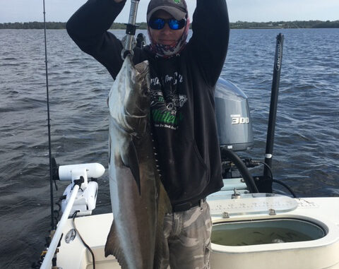 cobia